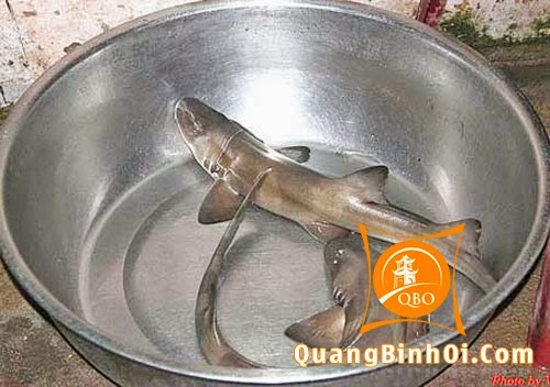 Gỏi cá nghéo